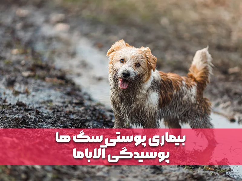 بیماری پوستی سگ ها: پوسیدگی آلاباما